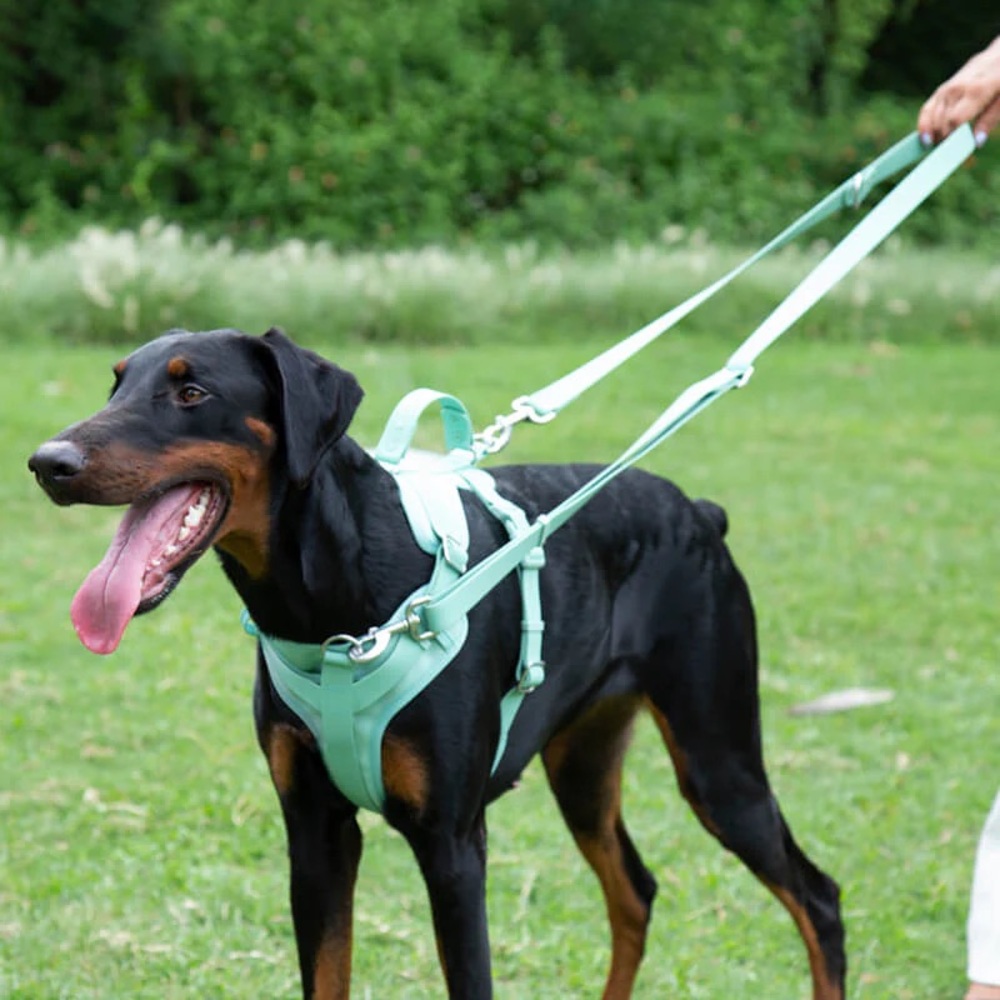 Gummy Dog Walk Kit - Dog Harness and Leash, mint green blue